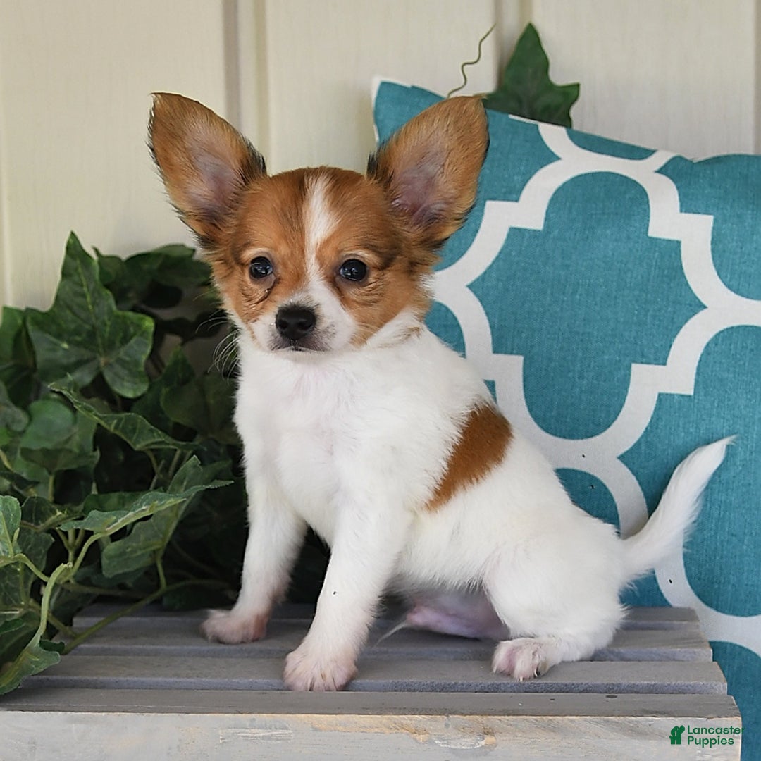Papillon dogs for sale: Bailey - Image 2