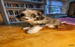 Portuguese Water Dog dogs for sale: Skylar - Image 5
