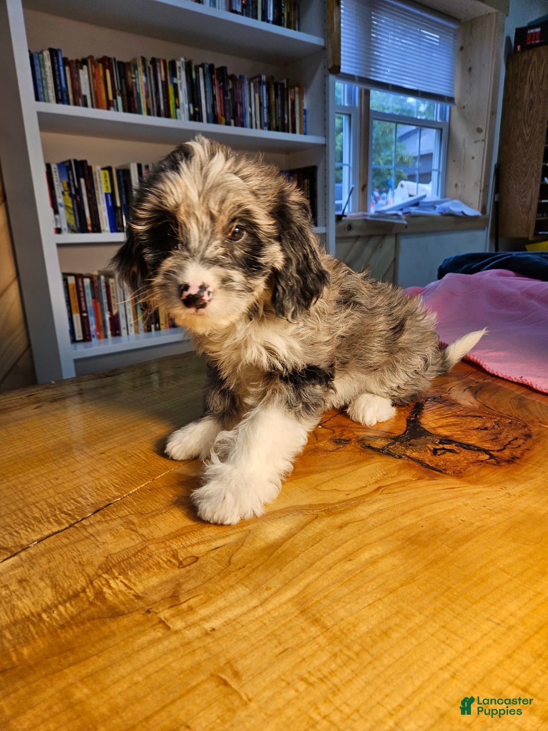 Portuguese Water Dog dogs for sale: Skylar - Image 5