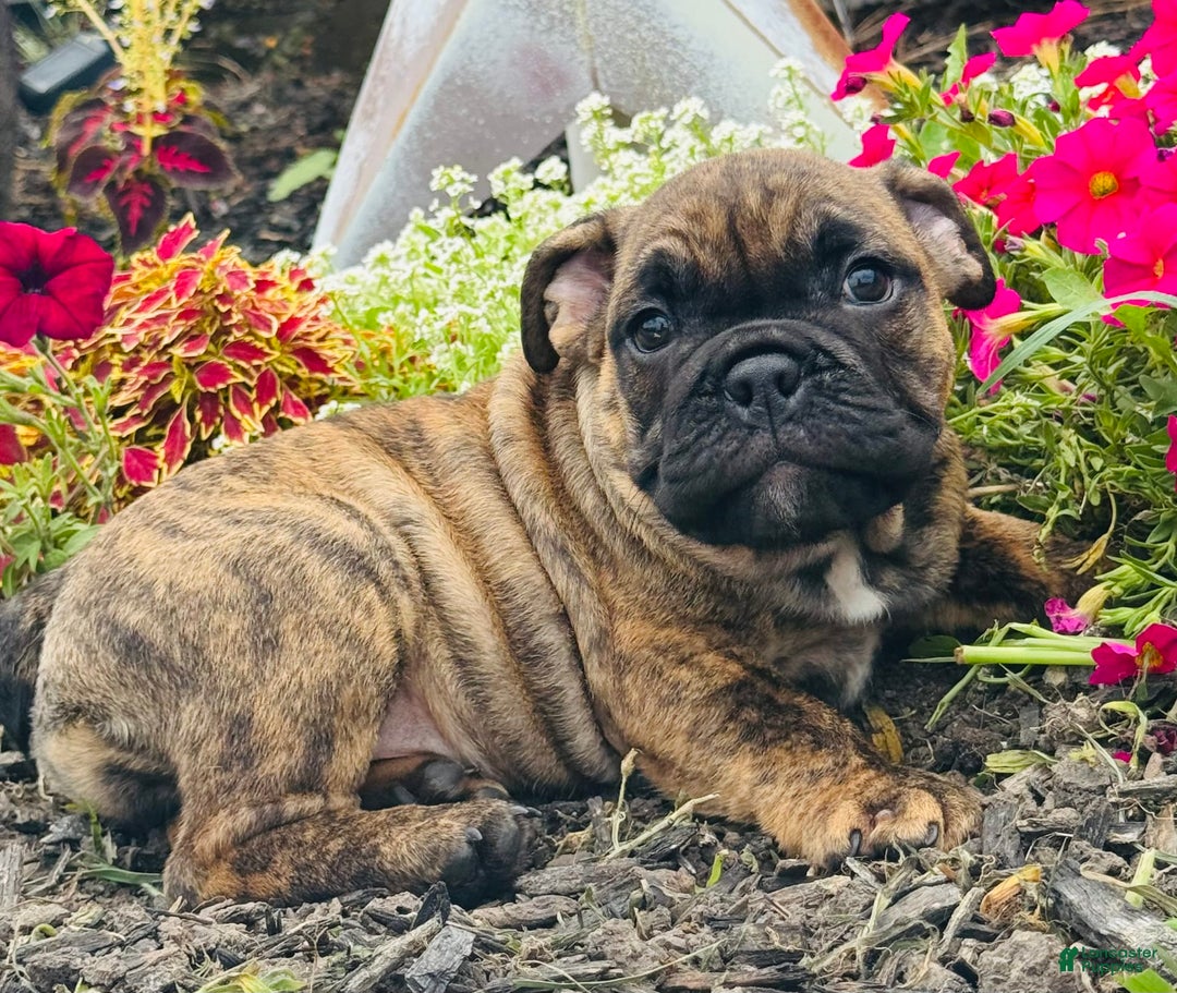 English Bulldog dogs for sale: Andy - Image 2