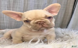 French Bulldog dogs for sale: Platinum Rojo Isabella Carrier Fluffy - Image 6