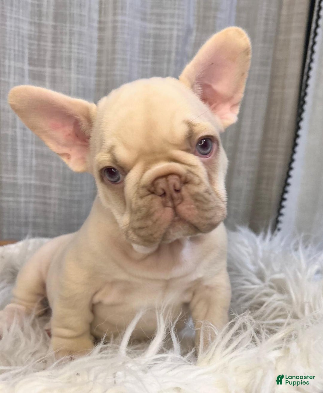 French Bulldog dogs for sale: Platinum Rojo Isabella Carrier Fluffy - Image 6