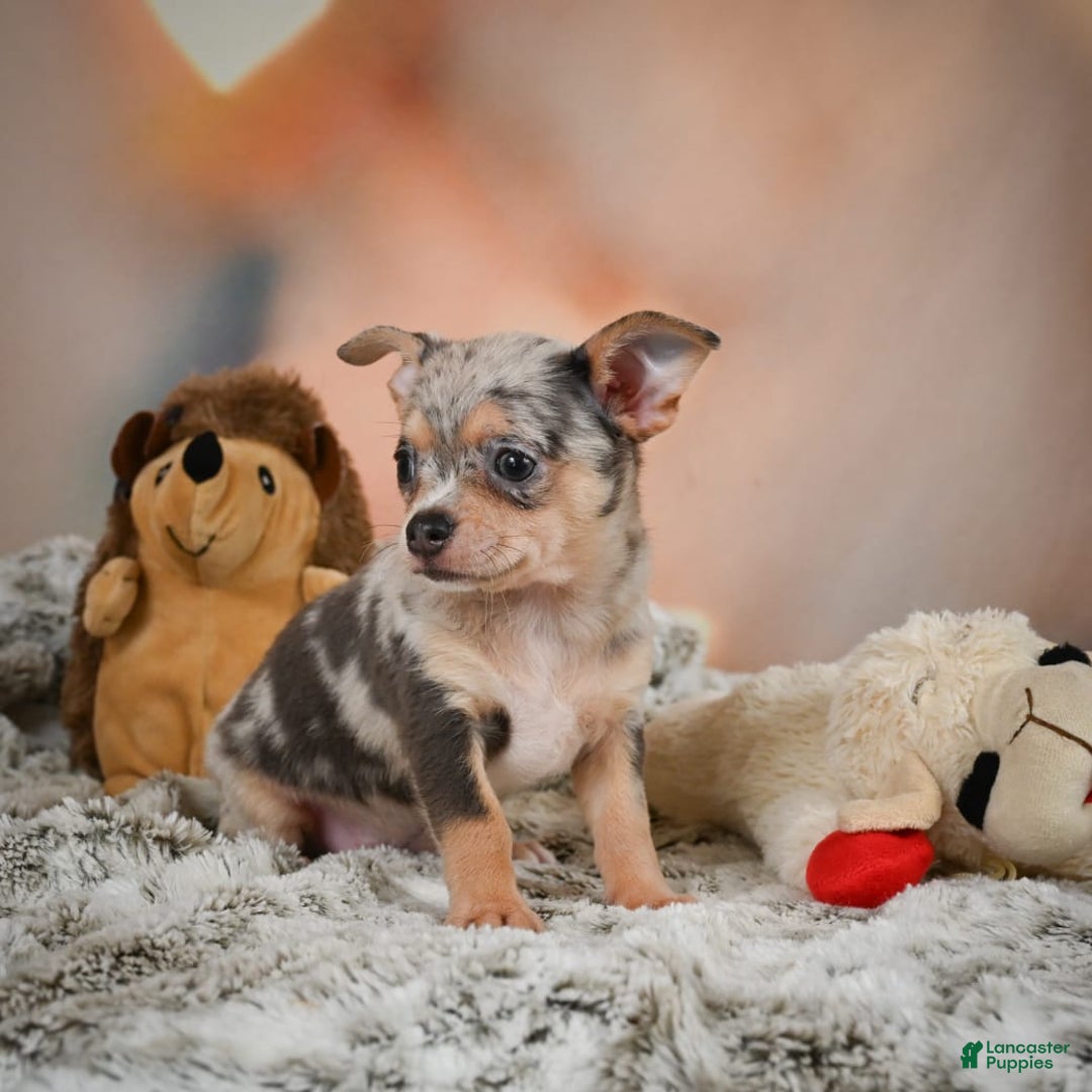 Chihuahua dogs for sale: Benji - Image 2