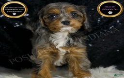 Cavapoo dogs for sale: Diana - Image 2