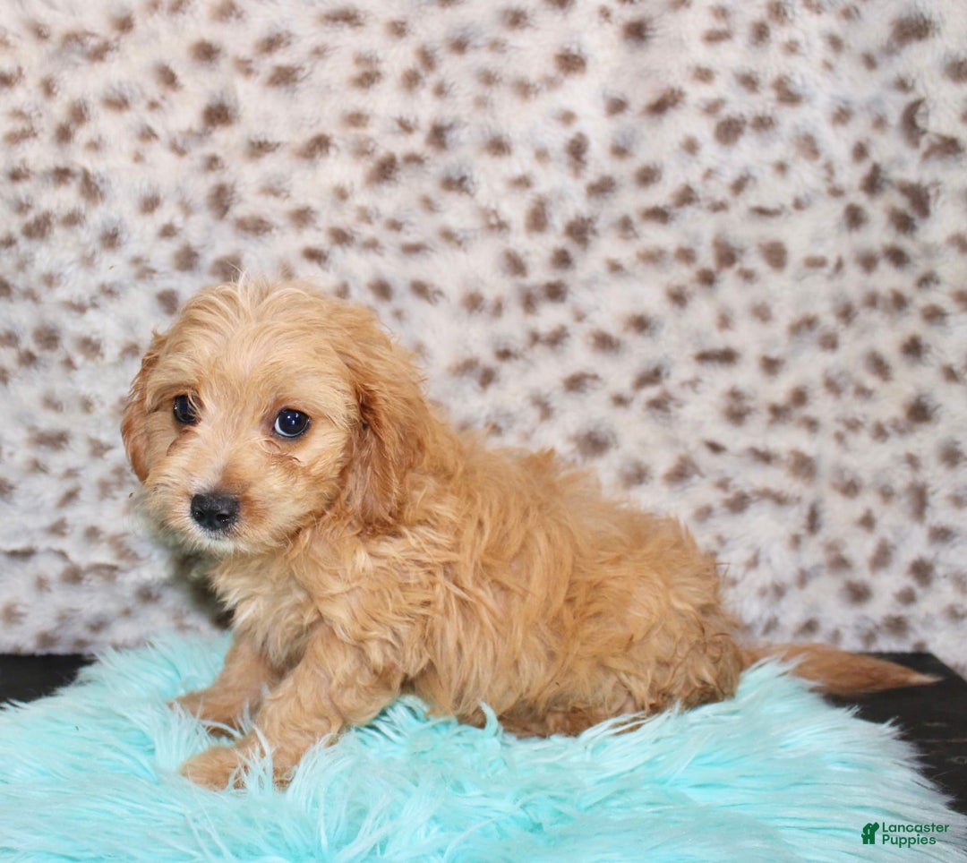 Cavapoo dogs for sale: Cavapoo 7 puppies - Image 3