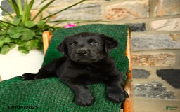 Labrador Retriever dogs for sale: Biscotti - Image 5