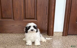 Havanese dogs for sale: Katie - Image 9