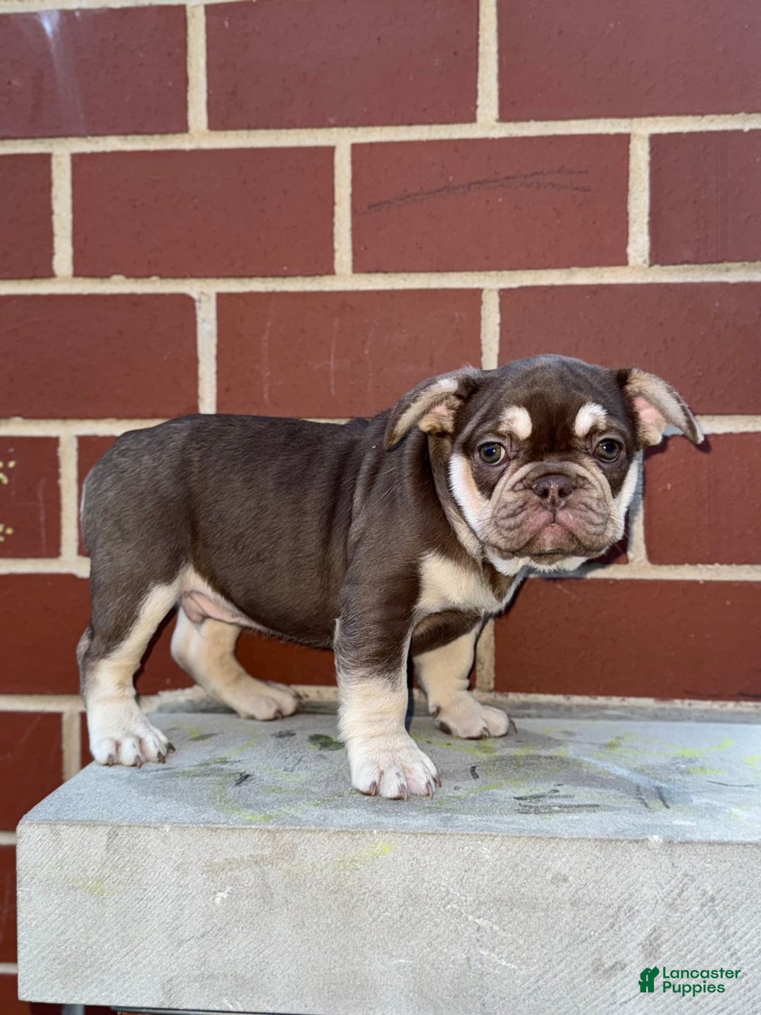 French Bulldog dogs for sale: Bahha - Image 6