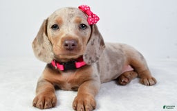 Miniature Dachshund dogs for sale: Stella - Image 1