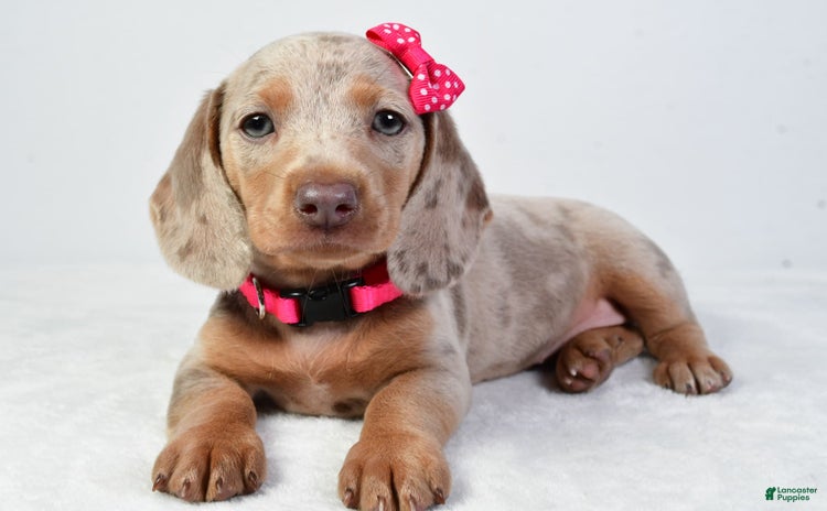 Miniature Dachshund dogs for sale - Ad 5