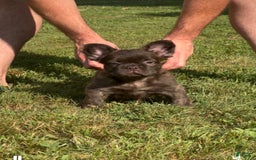 French Bulldog dogs for sale: Jelly Belly The Fluffy - Image 7