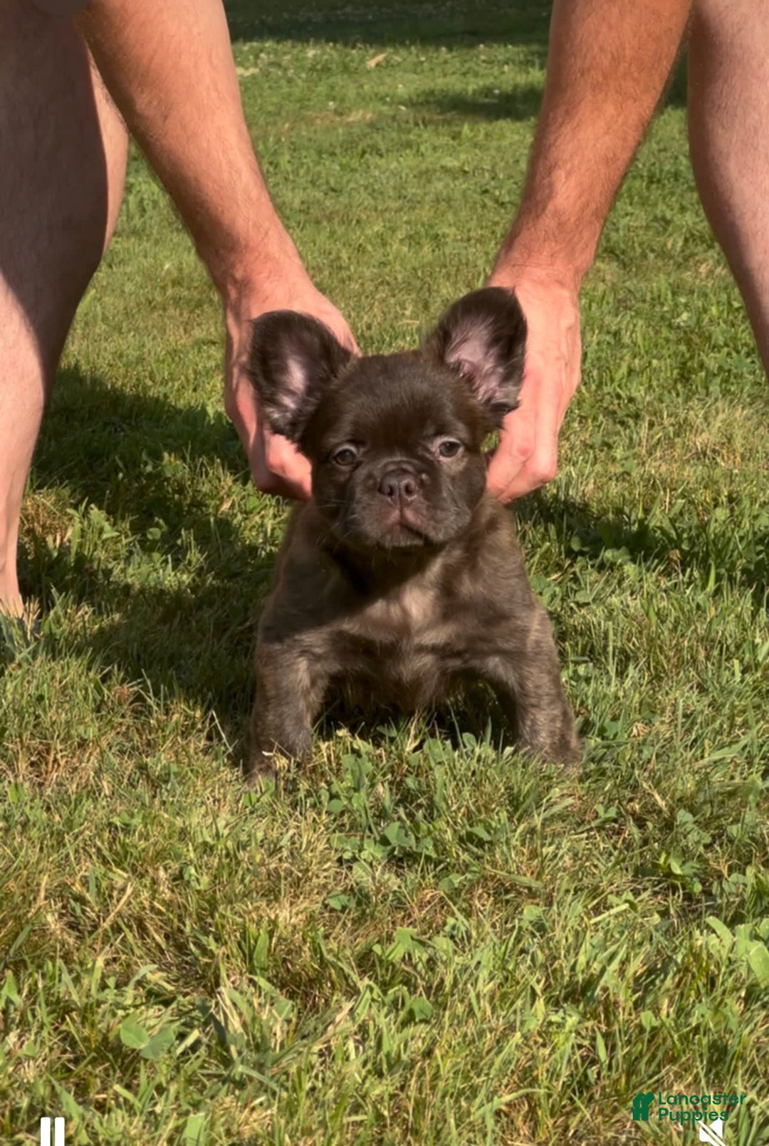 French Bulldog dogs for sale: Jelly Belly The Fluffy - Image 7