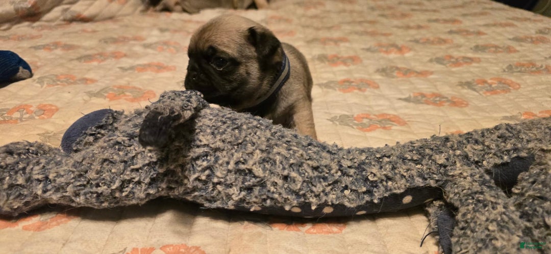 Pug dogs for sale: Dwight - Image 12