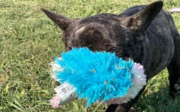 French Bulldog dogs for sale: Clifford - Image 3