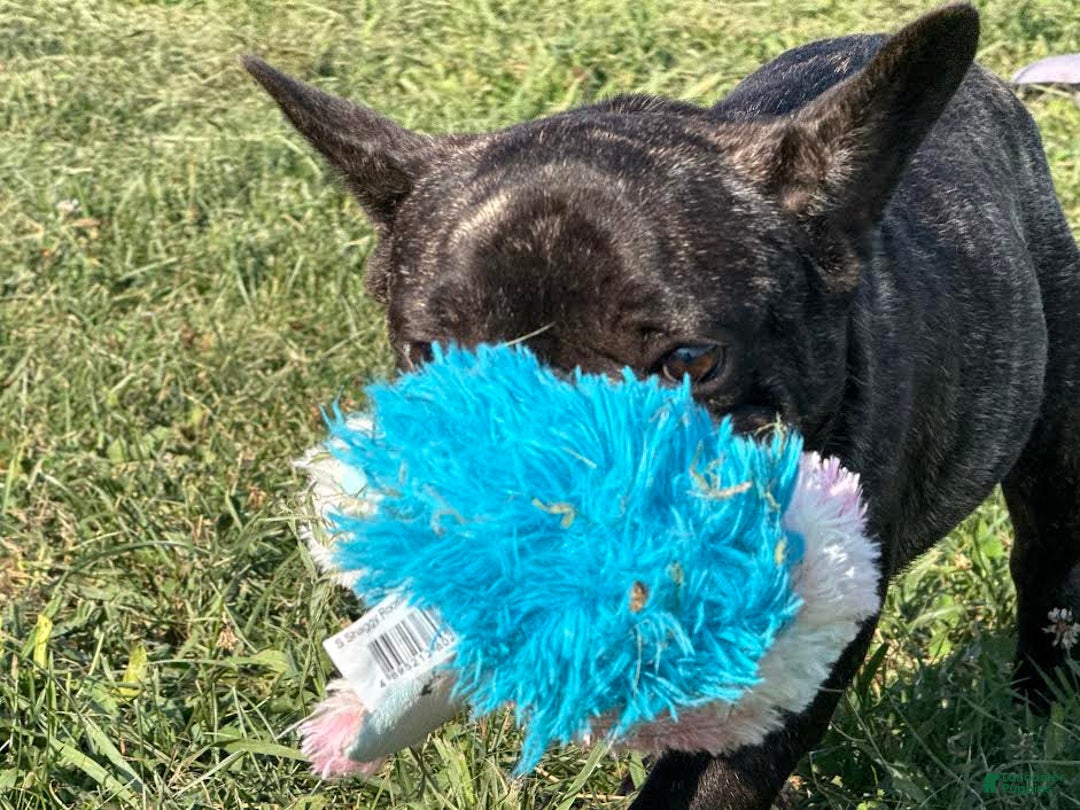 French Bulldog dogs for sale: Clifford - Image 3