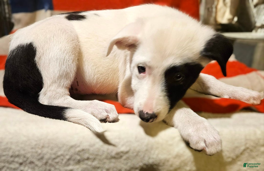 Border Collie dogs for sale: Bambi - Image 28