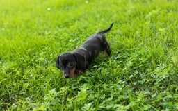 Miniature Dachshund dogs for sale: Miniature Dachshund 4 puppies - Image 10