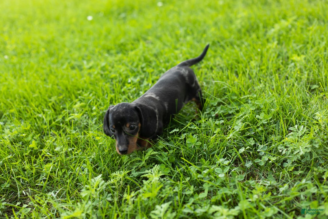 Miniature Dachshund dogs for sale: Miniature Dachshund 4 puppies - Image 10