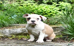 Olde English Bulldogge dogs for sale: Pansy - Image 13