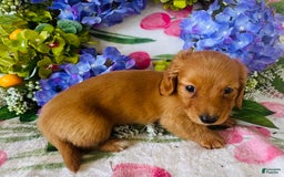 Miniature Dachshund dogs for sale: Gabby Long Haired - Image 4