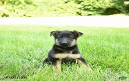 German Shepherd dogs for sale: Holly - Image 3