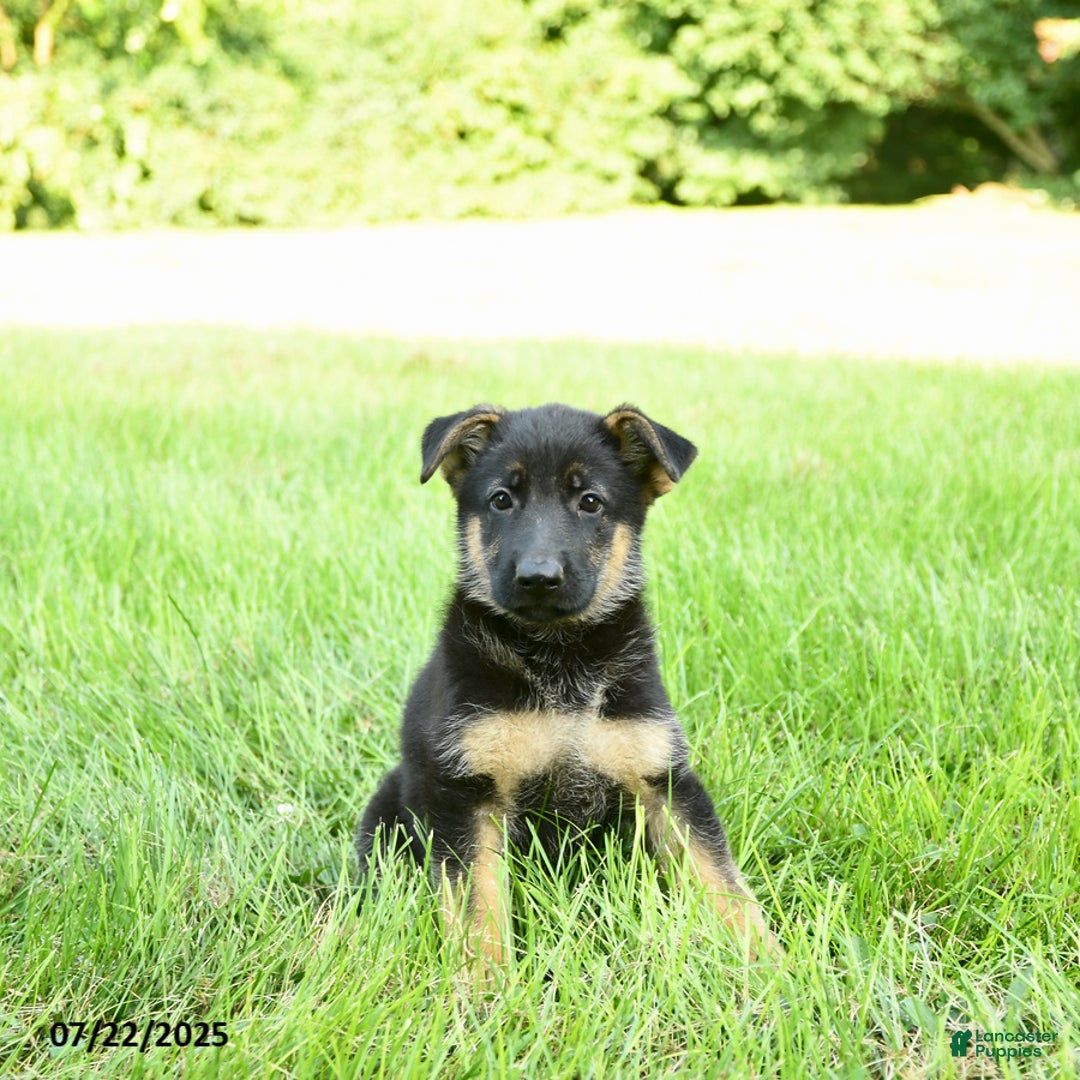 German Shepherd dogs for sale: Holly - Image 3