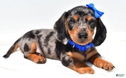 Miniature Dachshund dogs for sale: Joey - Image 8