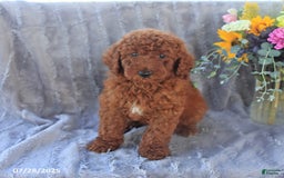 Mini Goldendoodle dogs for sale: Ursa - Image 4