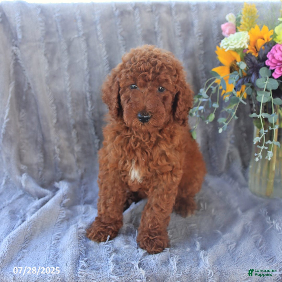 Mini Goldendoodle dogs for sale: Ursa - Image 4