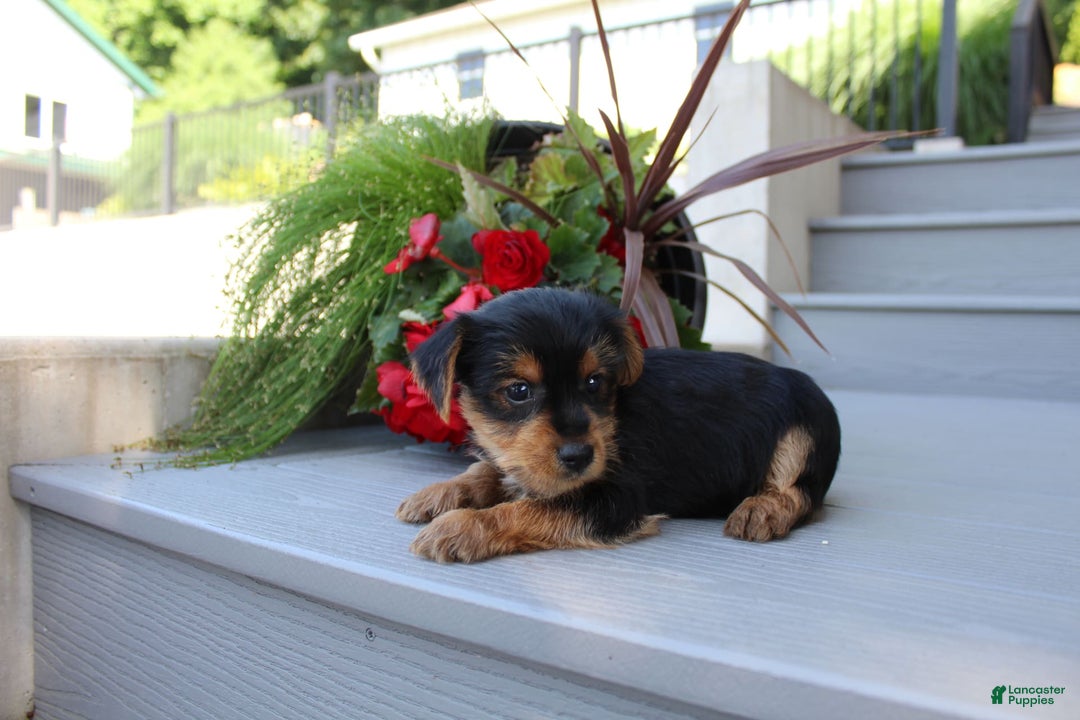 Yorkshire Terrier dogs for sale: Tucker - Image 13
