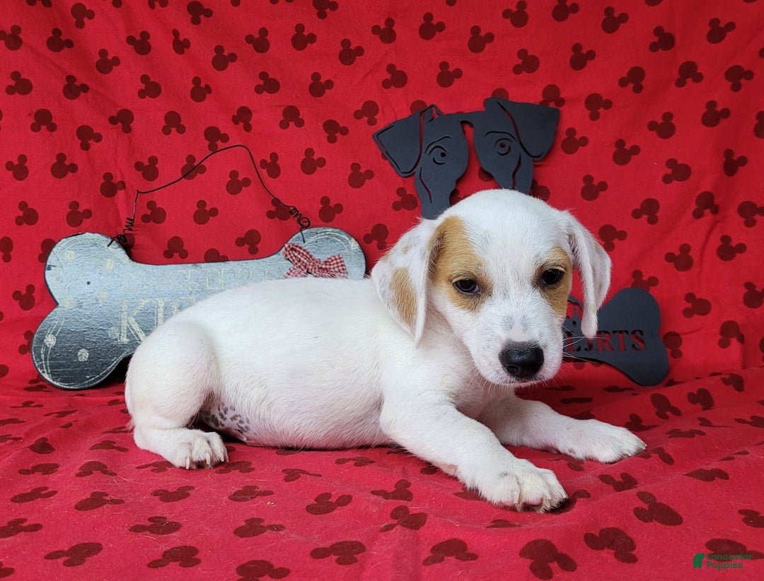 Jack Russell Terrier dogs for sale: Jagger Rough Coat Male - Image 2