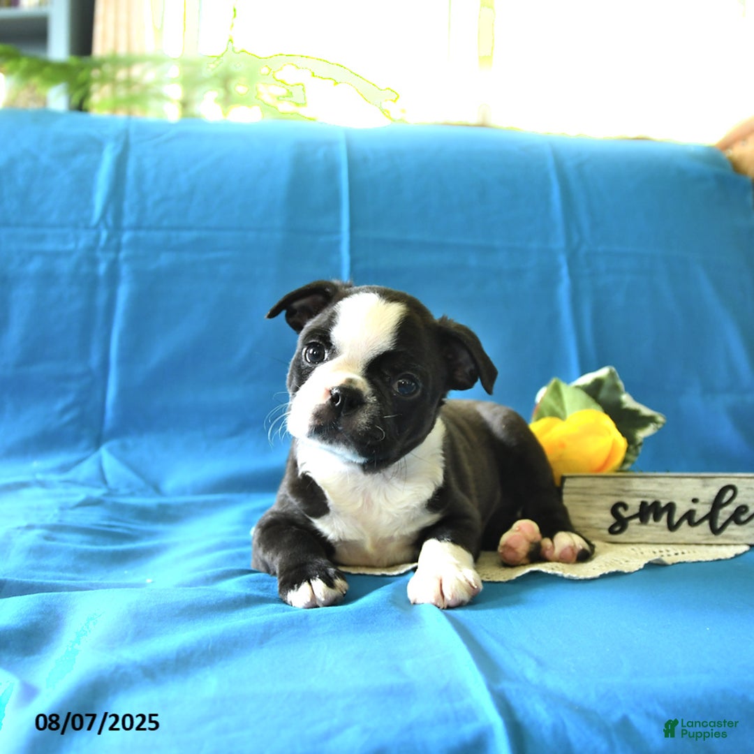 Boston Terrier dogs for sale: Landon - Image 3