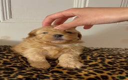 Maltipoo dogs for sale: Kelvin - Image 2