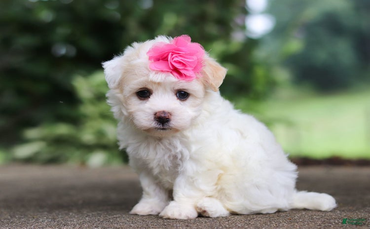 Havanese dogs for sale - Ad 3