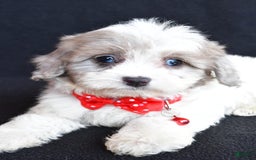 Havapoo dogs for sale: Maverick - Image 5