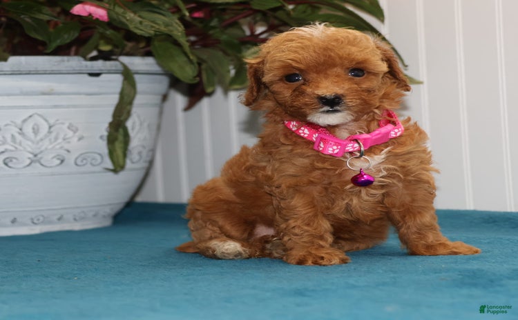Toy Poodle dogs for sale - Ad 2
