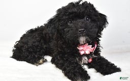 Bichpoo dogs for sale: Alisha - Image 4