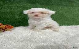 Toy Poodle dogs for sale: Leo Corbata Azul - Image 7