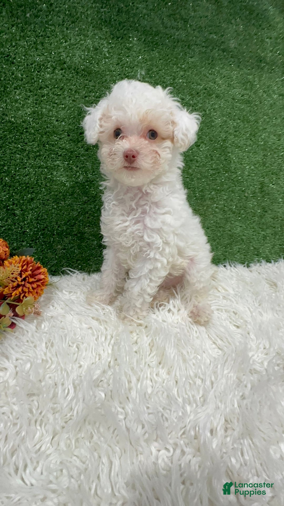 Toy Poodle dogs for sale: Leo Corbata Azul - Image 7