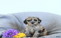 Mini Goldendoodle dogs for sale: Liam Rare Color - Image 3