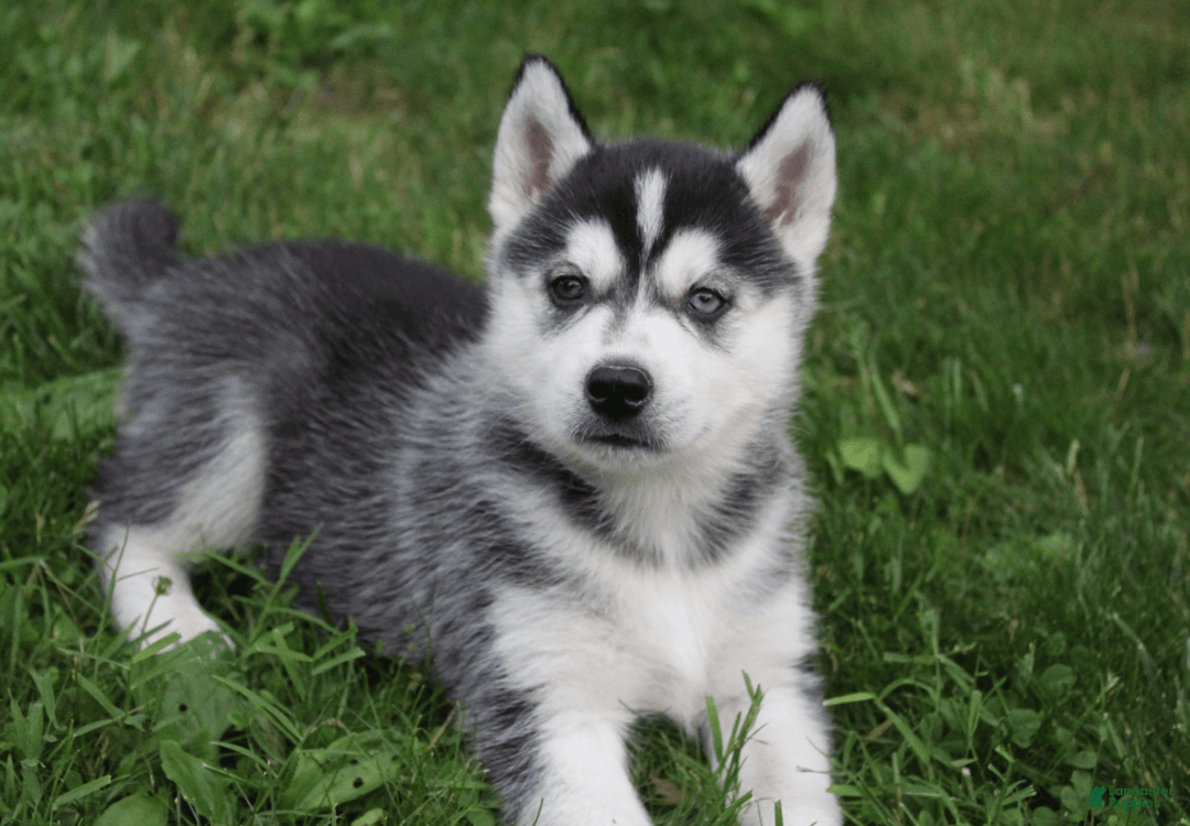 Siberian Husky dogs for sale: Alaska - Image 4