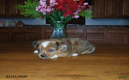 Chihuahua dogs for sale: Captain - Image 3