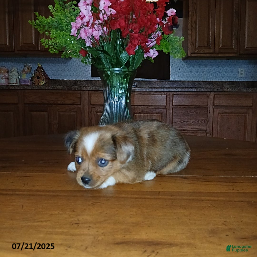 Chihuahua dogs for sale: Captain - Image 3