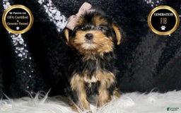 Morkie dogs for sale: Tucket - Image 1