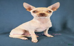 Chihuahua dogs for sale: Krypto - Image 4