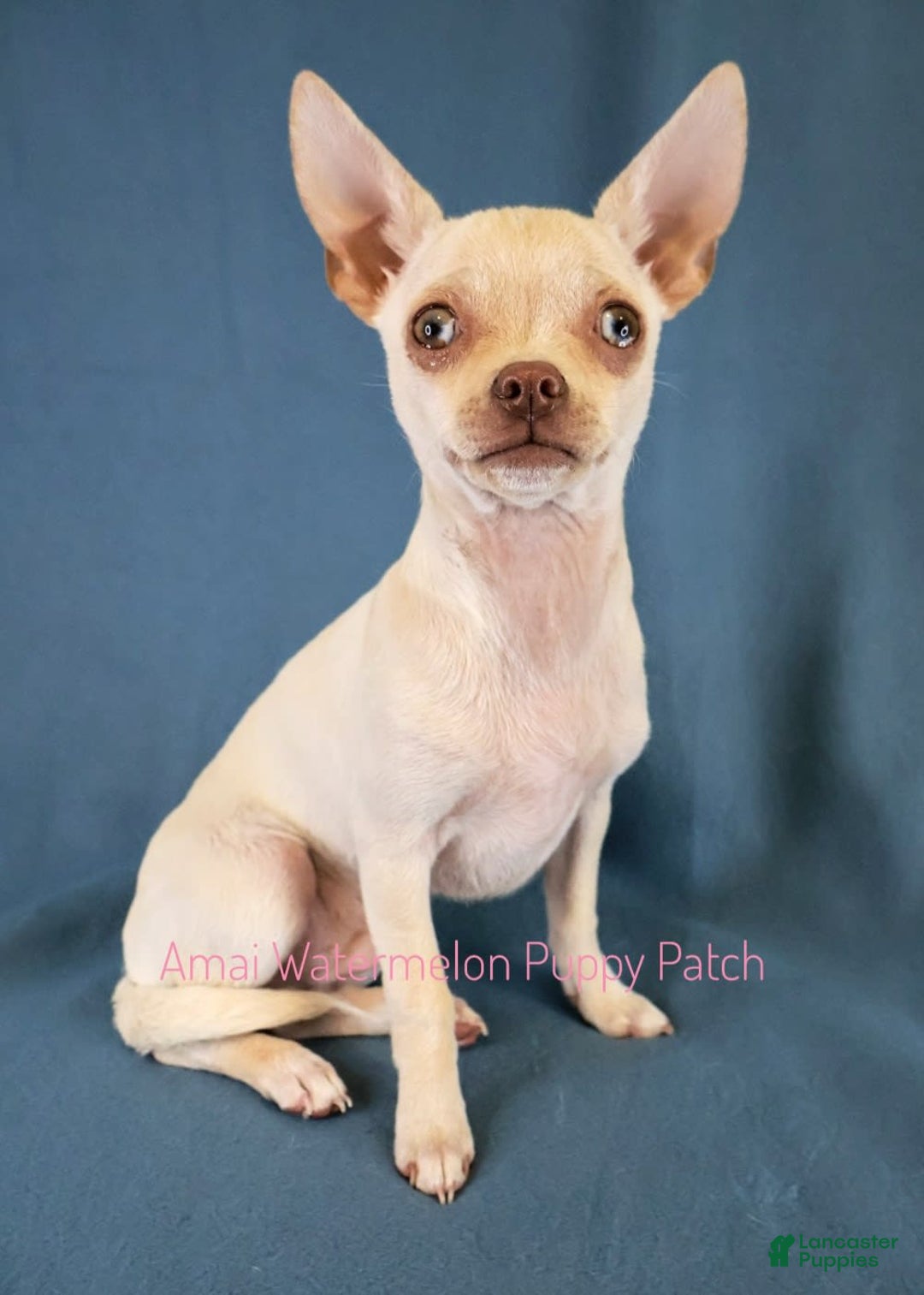 Chihuahua dogs for sale: Krypto - Image 4