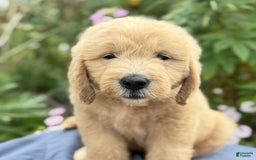 Goldendoodle dogs for sale: Jaden - Image 11