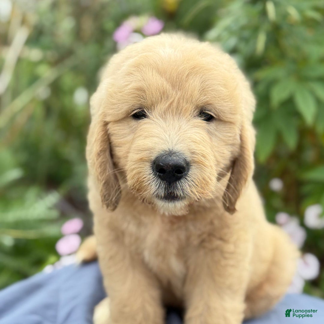 Goldendoodle dogs for sale: Jaden - Image 11