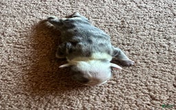 French Bulldog dogs for sale: Puppy 4 - Image 2