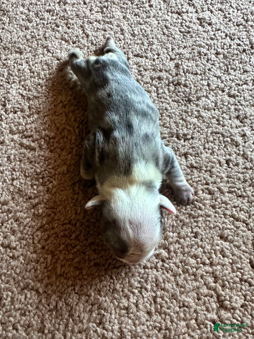 French Bulldog dogs for sale: Puppy 4 - Image 2